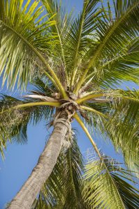 Palmöl enthält viel Vitamin E und ist daher gut für die Haut.