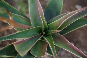 Wer zuhause keine Aloe Vera Pflanze hat sollte sich schnell eine zulegen. Das Aloe Vera Gel hilft toll gegen Schwangerschaftsstreifen und Dehnungsstreifen!